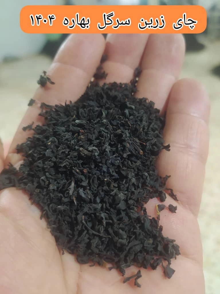 زرین سرگل بهاره ۱۴۰۴